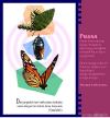 Idul Fitri - Hikmah Kupu-kupu